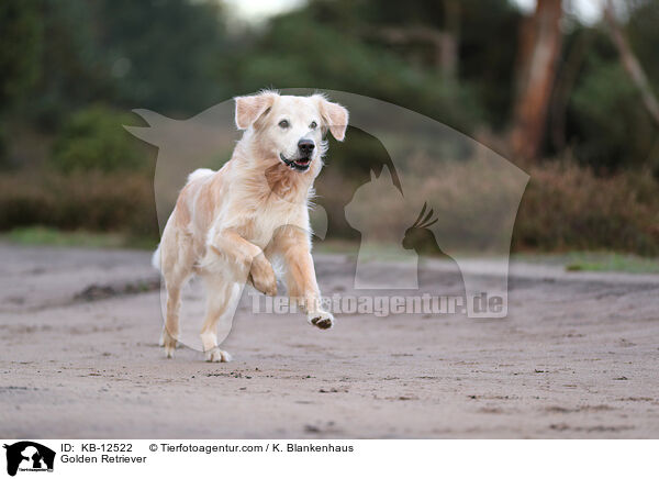 Golden Retriever / Golden Retriever / KB-12522