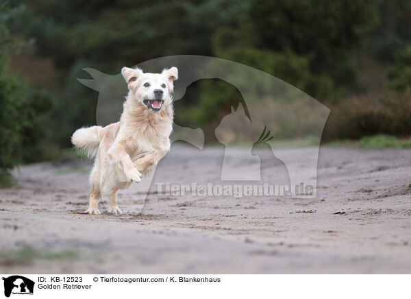 Golden Retriever / Golden Retriever / KB-12523