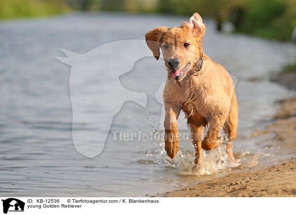 junger Golden Retriever / young Golden Retriever / KB-12536