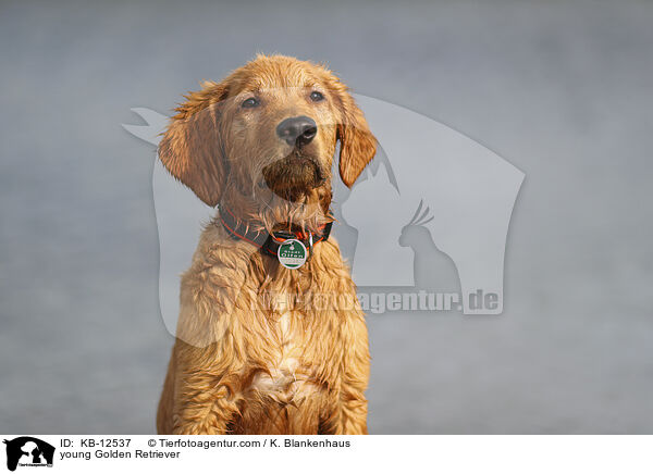 junger Golden Retriever / young Golden Retriever / KB-12537