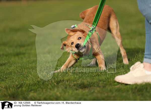 junger Golden Retriever / young Golden Retriever / KB-12565