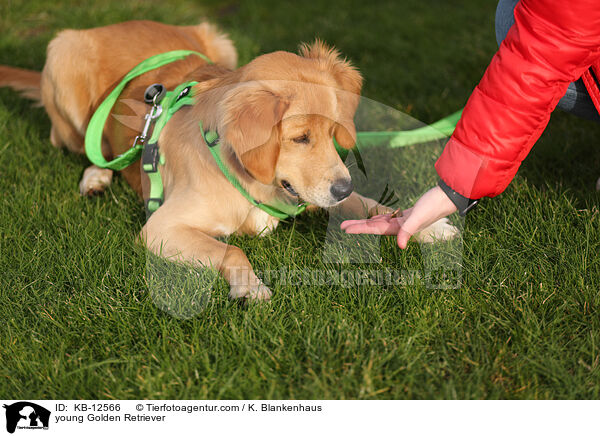 junger Golden Retriever / young Golden Retriever / KB-12566