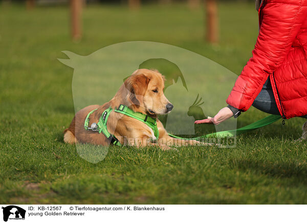 junger Golden Retriever / young Golden Retriever / KB-12567