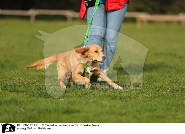 junger Golden Retriever / young Golden Retriever / KB-12572