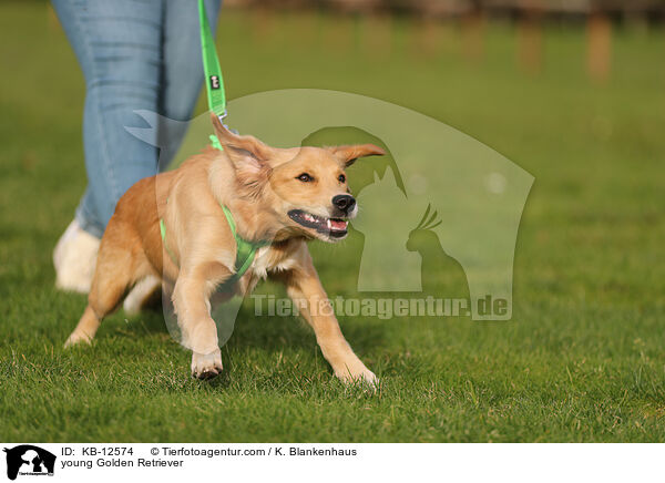 junger Golden Retriever / young Golden Retriever / KB-12574