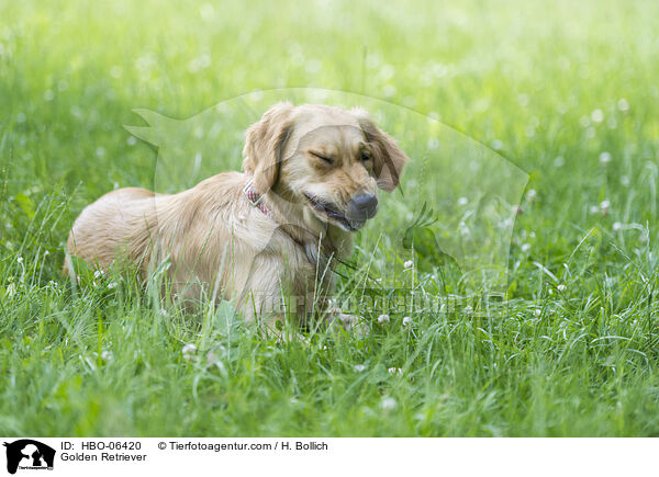 Golden Retriever / Golden Retriever / HBO-06420
