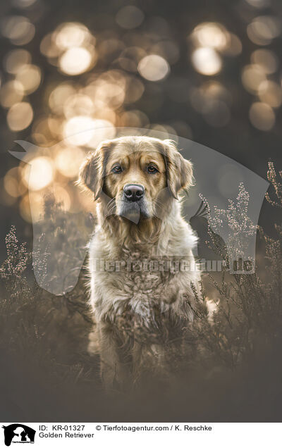 Golden Retriever / Golden Retriever / KR-01327