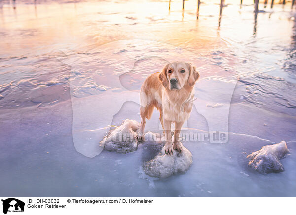 Golden Retriever / Golden Retriever / DH-03032