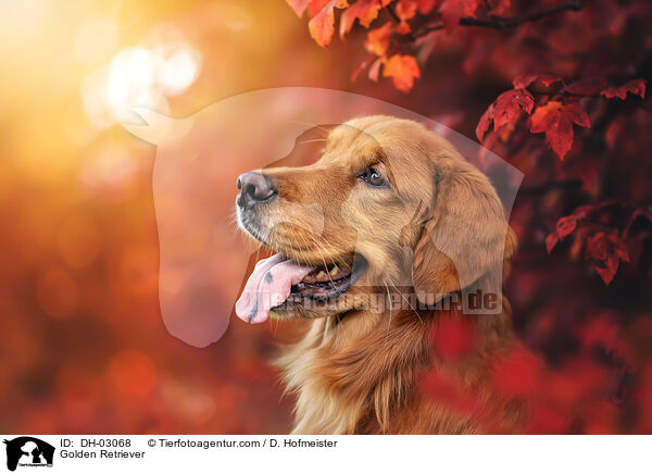 Golden Retriever / Golden Retriever / DH-03068