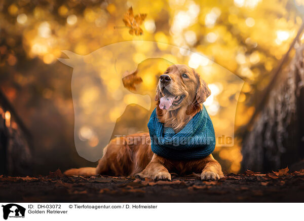 Golden Retriever / Golden Retriever / DH-03072