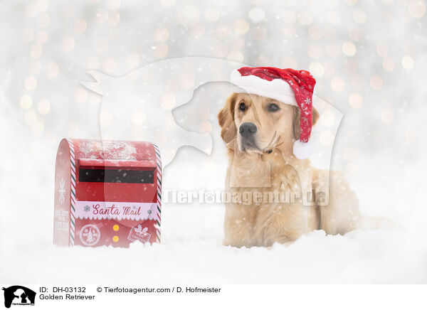 Golden Retriever / Golden Retriever / DH-03132