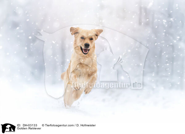 Golden Retriever / DH-03133