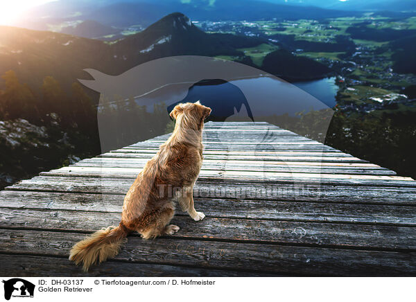 Golden Retriever / Golden Retriever / DH-03137