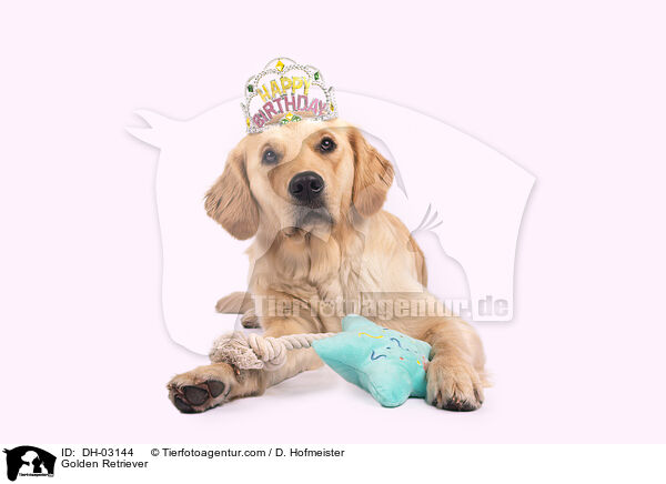 Golden Retriever / Golden Retriever / DH-03144