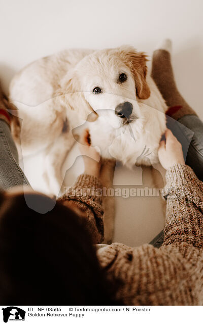 Golden Retriever Puppy / NP-03505