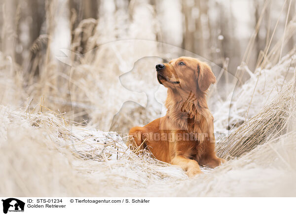 Golden Retriever / Golden Retriever / STS-01234