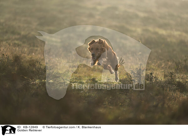 Golden Retriever / Golden Retriever / KB-12849