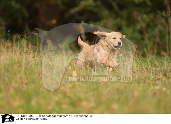 Golden Retriever Welpe / Golden Retriever Puppy / KB-12853