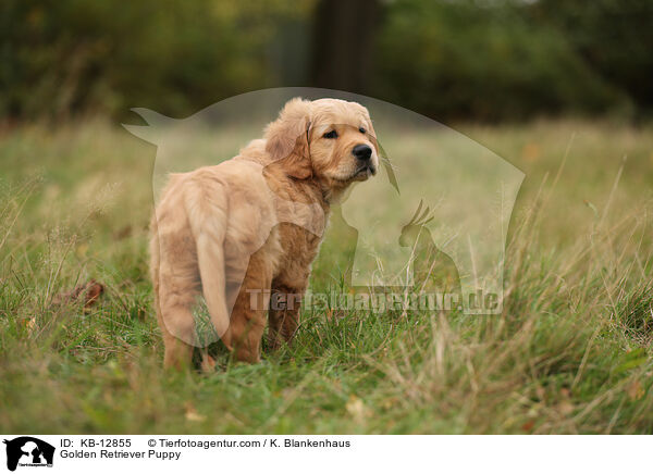 Golden Retriever Welpe / Golden Retriever Puppy / KB-12855