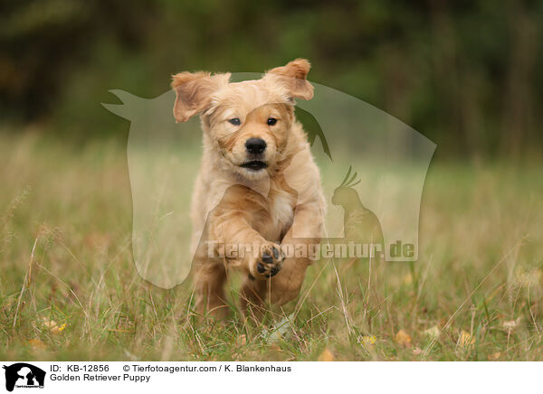 Golden Retriever Welpe / Golden Retriever Puppy / KB-12856