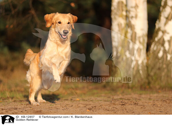 Golden Retriever / Golden Retriever / KB-12857