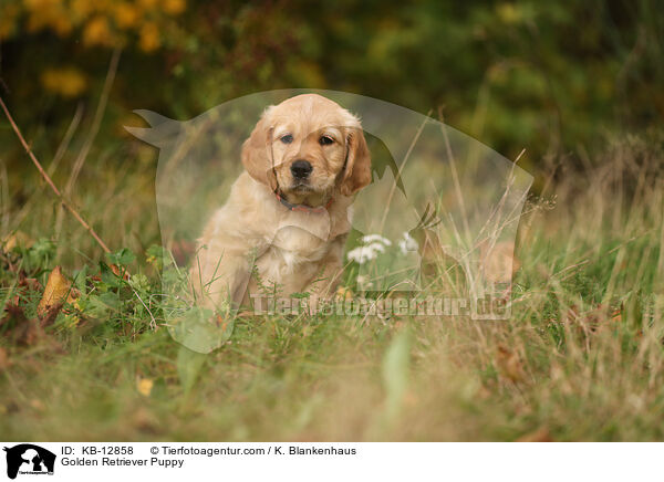 Golden Retriever Welpe / Golden Retriever Puppy / KB-12858