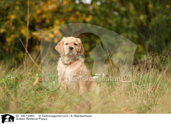 Golden Retriever Welpe / Golden Retriever Puppy / KB-12860