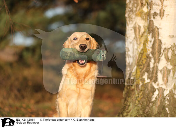 Golden Retriever / Golden Retriever / KB-12861