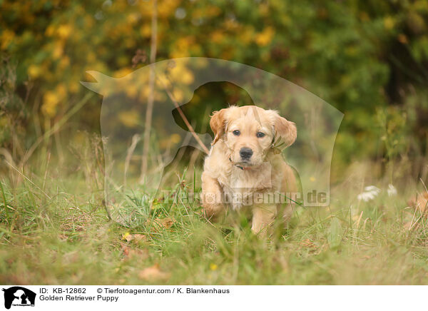 Golden Retriever Welpe / Golden Retriever Puppy / KB-12862