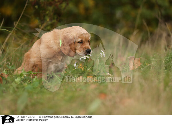 Golden Retriever Welpe / Golden Retriever Puppy / KB-12873