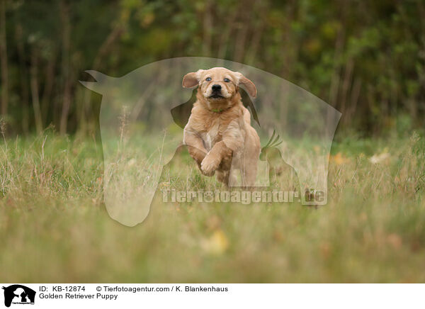 Golden Retriever Welpe / Golden Retriever Puppy / KB-12874
