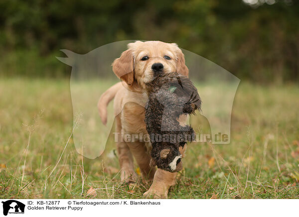 Golden Retriever Welpe / Golden Retriever Puppy / KB-12877