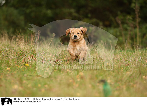 Golden Retriever Welpe / Golden Retriever Puppy / KB-12879