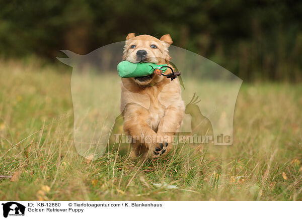 Golden Retriever Welpe / Golden Retriever Puppy / KB-12880