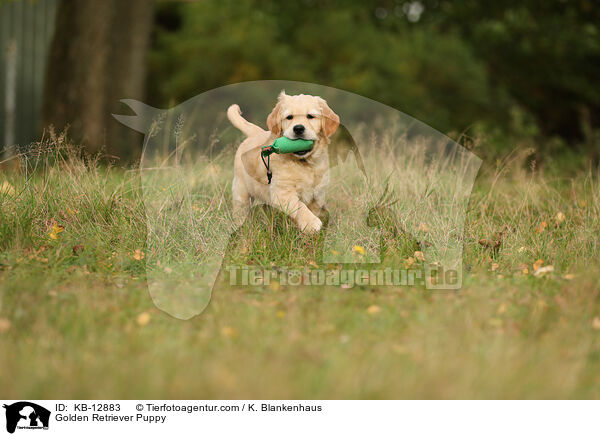 Golden Retriever Welpe / Golden Retriever Puppy / KB-12883