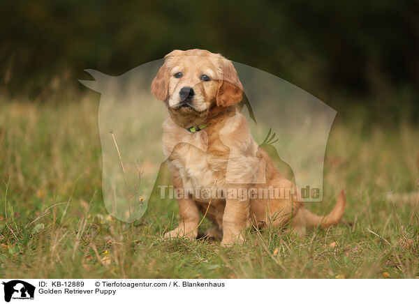 Golden Retriever Welpe / Golden Retriever Puppy / KB-12889