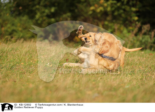 Golden Retriever Welpe / Golden Retriever Puppy / KB-12892