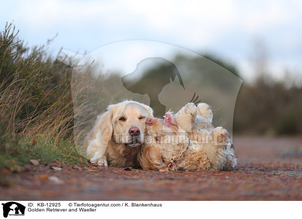 Golden Retriever und Wller / Golden Retriever and Waeller / KB-12925