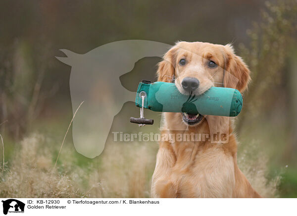 Golden Retriever / Golden Retriever / KB-12930