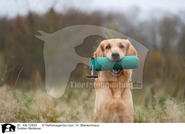 Golden Retriever / Golden Retriever / KB-12932