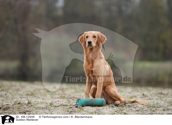 Golden Retriever / KB-12946