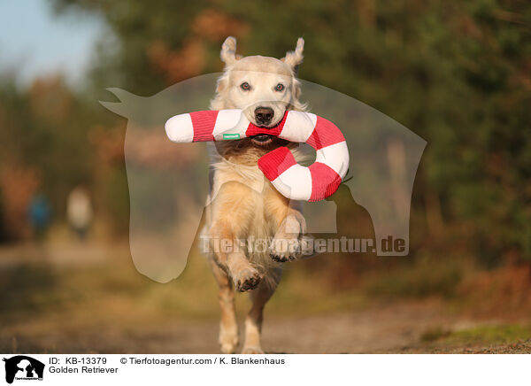 Golden Retriever / Golden Retriever / KB-13379