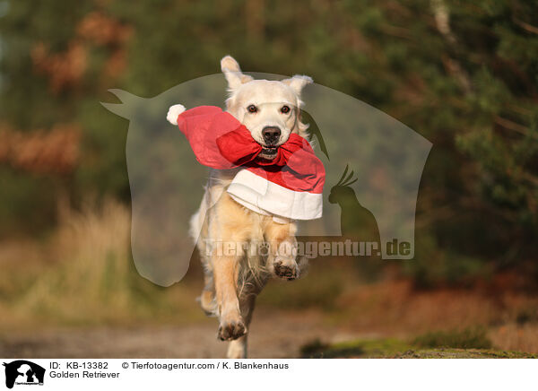 Golden Retriever / Golden Retriever / KB-13382