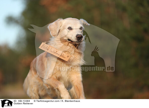 Golden Retriever / Golden Retriever / KB-13384