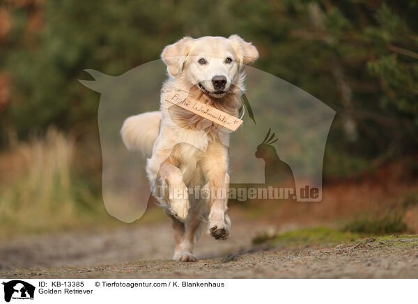 Golden Retriever / Golden Retriever / KB-13385