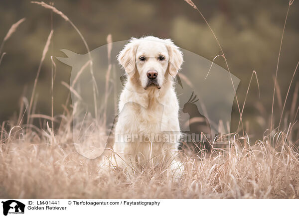 Golden Retriever / Golden Retriever / LM-01441