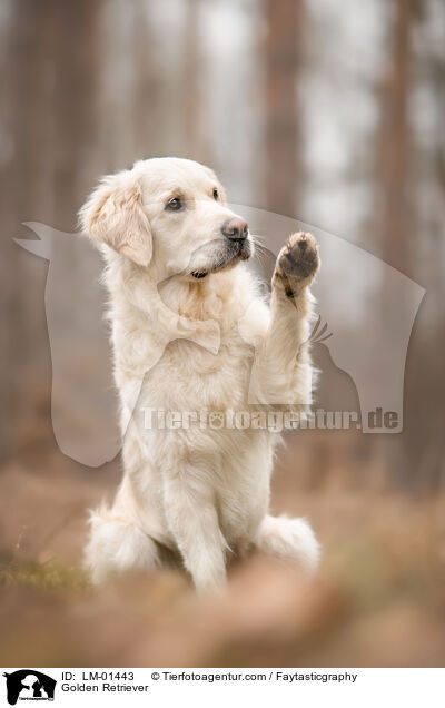 Golden Retriever / Golden Retriever / LM-01443