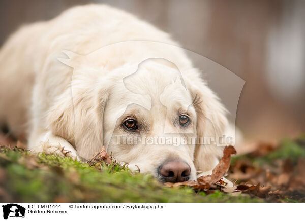 Golden Retriever / Golden Retriever / LM-01444