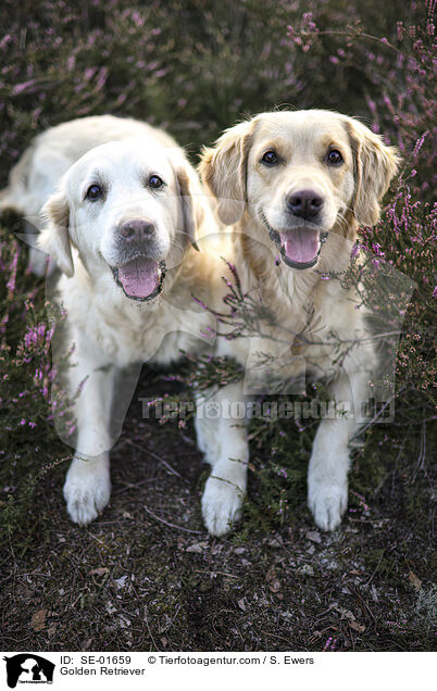 Golden Retriever / Golden Retriever / SE-01659