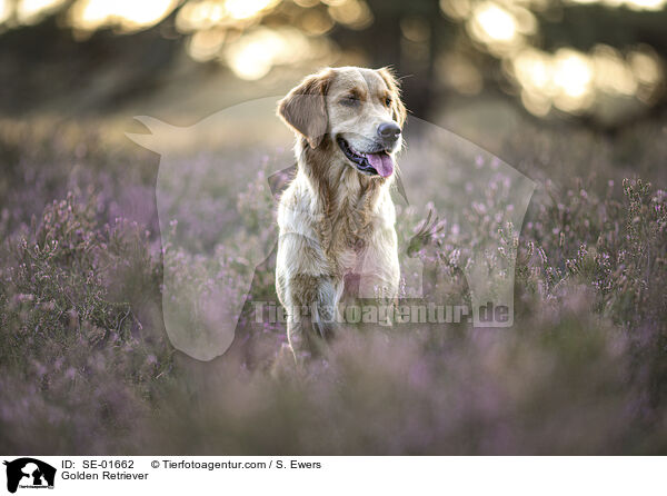 Golden Retriever / Golden Retriever / SE-01662